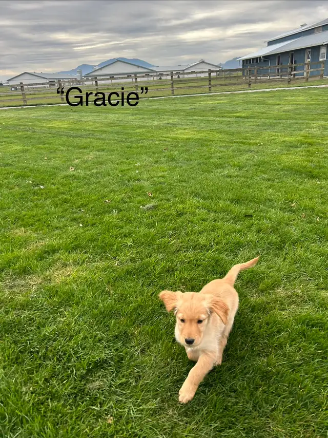 Purebred Golden Retriever Puppies in Dogs & Puppies for Rehoming in Chilliwack - Image 3