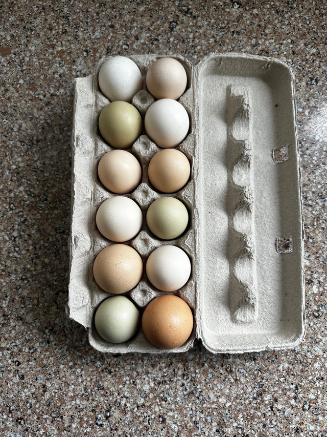 Fresh eggs in Livestock in Windsor Region