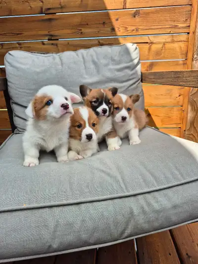 Corgi Puppies, View more
