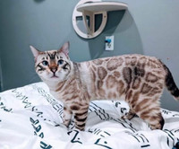 Handsome 2 YRS Unaltered Male Bengal 