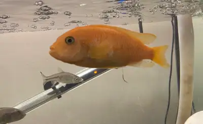 female red zebra 5"-6" , View more