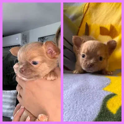 Chihuahua poils long x Fluffy Frenchie rare, View more