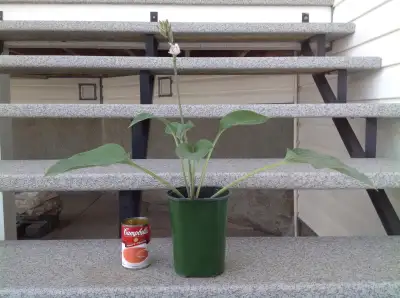 Hosta perennial plant #1 for sale, View more