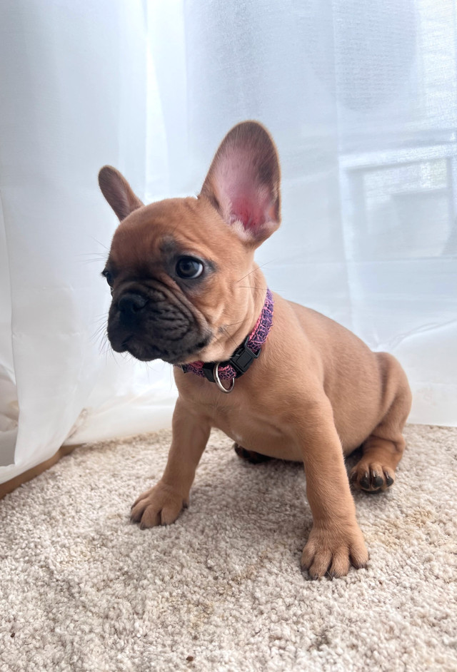 Chiots Bouledogue français  (French Bulldogs) | Lilac et Fawn dans Chiens et chiots à adopter  à Laval/Rive Nord - Image 3