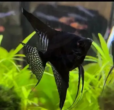Black Angelfish for Rehoming, View more