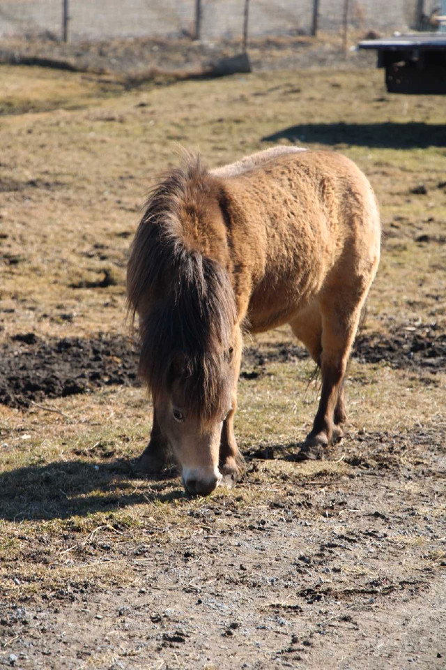 Miniature horse female buckskin in Livestock in Ottawa - Image 4