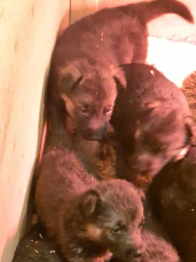 Puppies german shepherd/ Chiots berger allemand in Dogs & Puppies for Rehoming in Moncton - Image 11