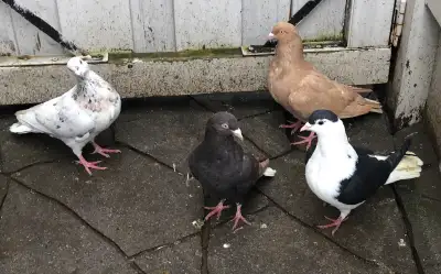 Afghan pigeons for sale , View more