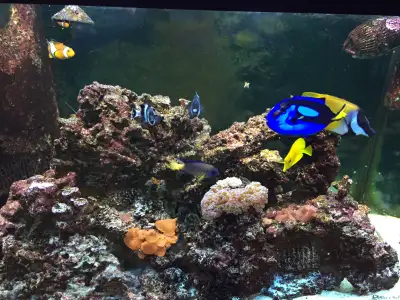 Saltwater Aquarium Setup - Everything you need, just add fish. Includes: 60 Gallon Aquarium with cor...