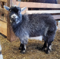 Bouc chèvre très petit