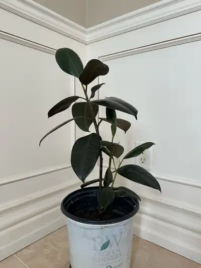 Burgundy Rubber Plant, View more