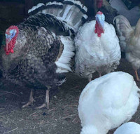 Turkey Jakes/toms for sale/trade