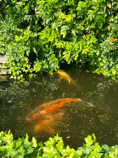 Large Koi need a new home, View more