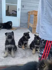 German Shepard puppies 