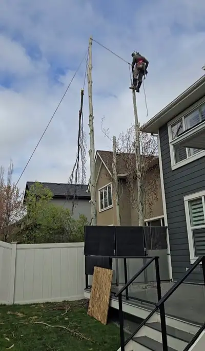 -Tree removal -Stump removal Fully insured 5 star rated company. Serving calgary and surrounding are...