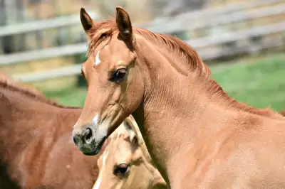 Red Dun Flashy APHA Colt, View more