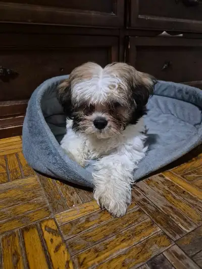 puppy for reforming, View more