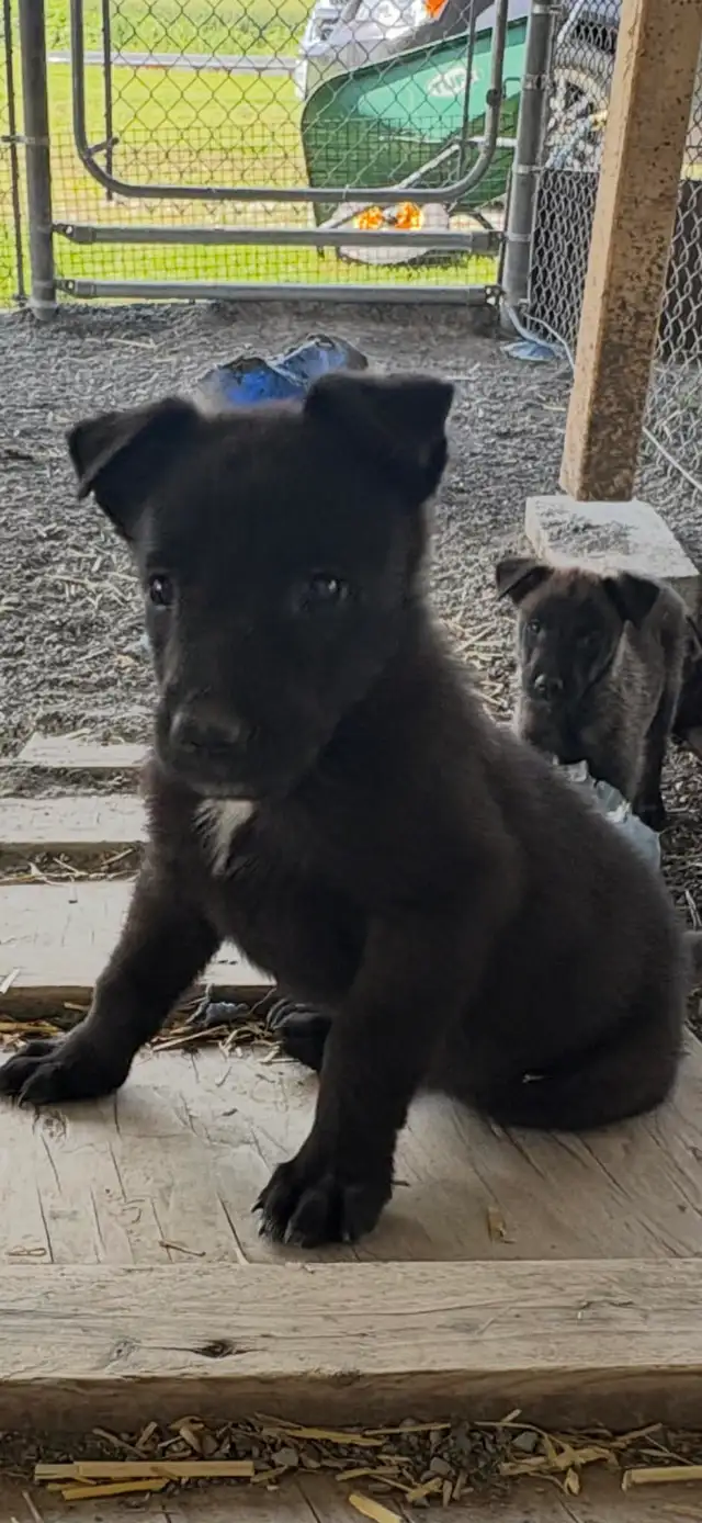 Malinois VKH Chiot Jet Black ou Charbonner in Dogs & Puppies for Rehoming in Laurentides - Image 4