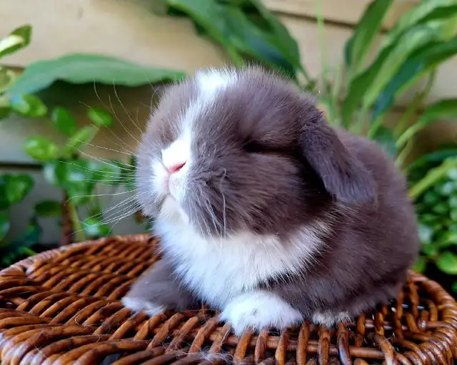 Holland Lop Rabbitry (nettle.blossom.burrows) in Small Animals for Rehoming in Delta/Surrey/Langley - Image 3