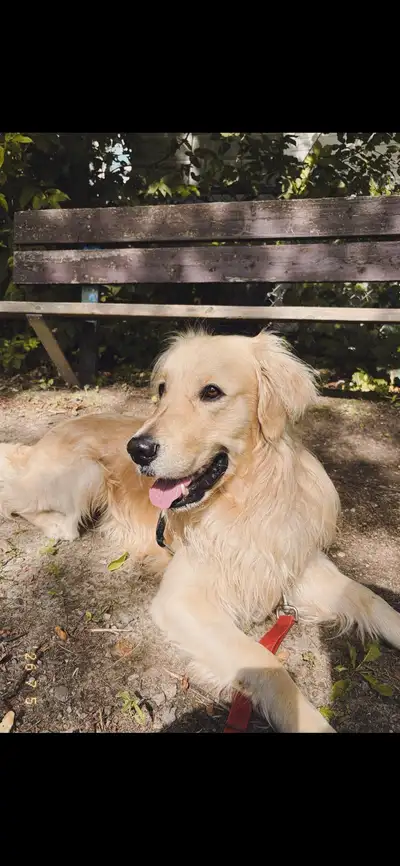 golden retriever , View more