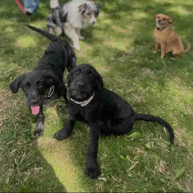 Pet Care / Away Care - Ottawa West 