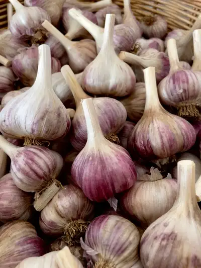 ~ Garlic ~, View more