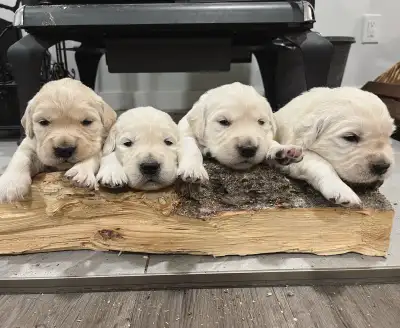 English Golden Retrievers, Voir plus