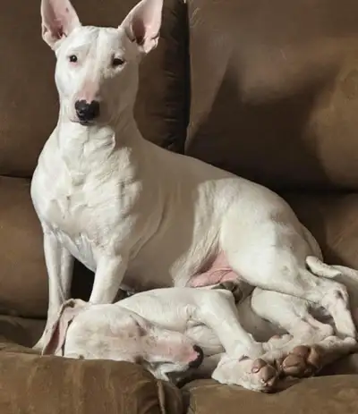 Four female bull terrier pups mother is smaller side she’s very friendly and has a great disposition...
