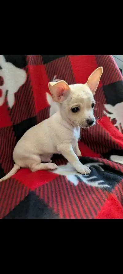 Chihuahua babies 750$ Males white VACCINATED, View more