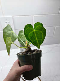 Healthy indoor plant - clarinervium