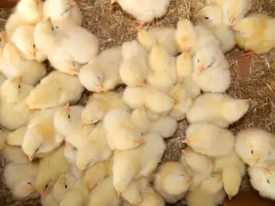 buff orpington chicks, View more