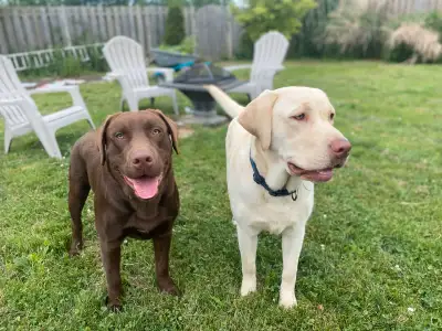 Young Male Pure Labrador Retrievers 8 month old Puppies - Labs, View more