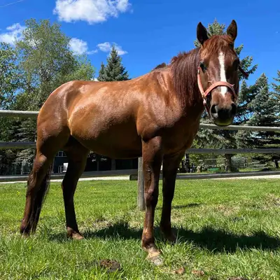 Chestnut Quarterhorse Mare, Voir plus