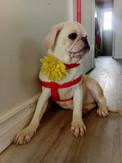last girl to go! We also have black boys newborns., View more