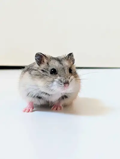 FREE Adorable Russian Dwarf Hamsters, View more
