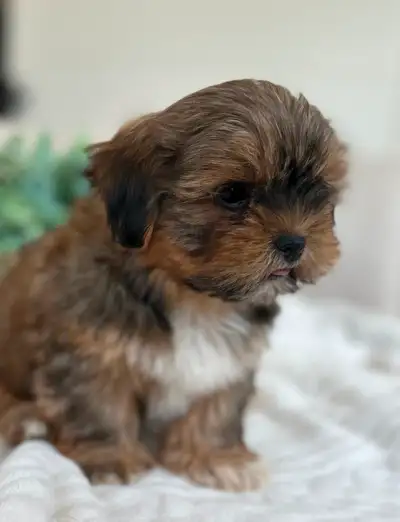 Shih Tzu Puppies, View more