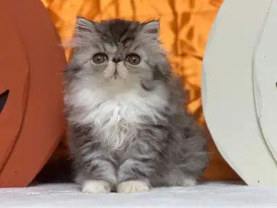 CFA Persian Kittens, View more