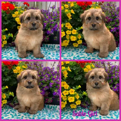 Stunning Nonshedding Havapoo Pups looking for families to love! Ready to go! Only 2 pretty girls lef...