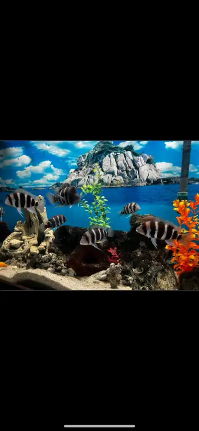 I have frontosa Burundi frys for sale They are around 1- 1.5 inch and growing fast. $10 each or 10 f...