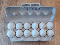 Ducks eggs