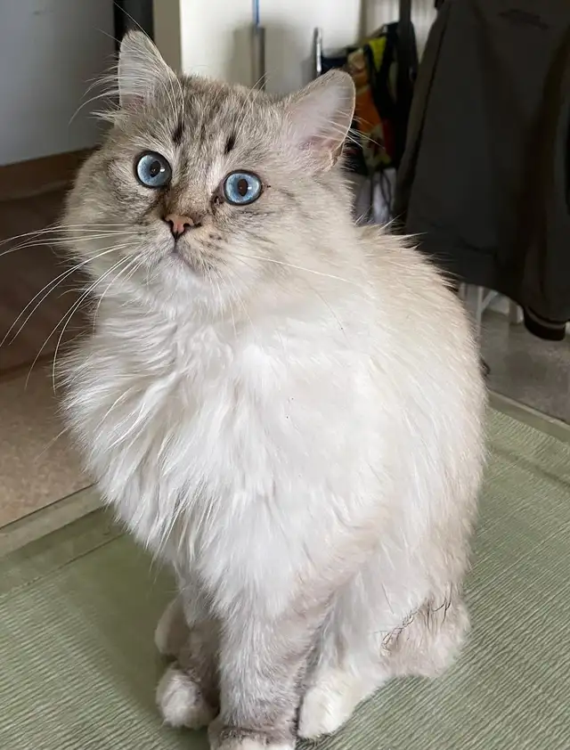 Blue eyes Neva Masquerade kittens in Cats & Kittens for Rehoming in City of Montréal - Image 9
