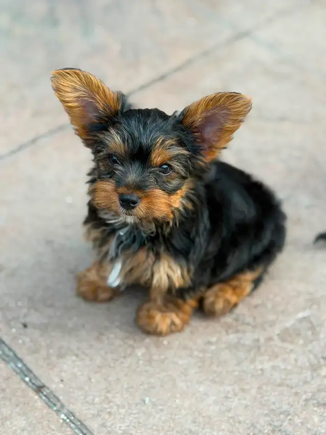 2 Toy Yorkies Puppies for sale in Dogs & Puppies for Rehoming in City of Toronto - Image 8