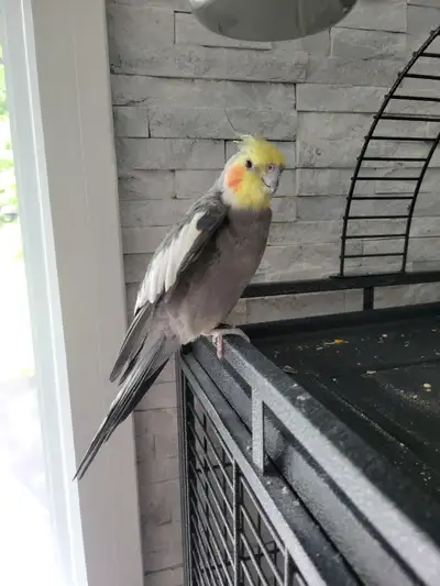 Cockatiel de 8 ans super sociale avec les enfants et les adultes N'importe qui peut le prendre et il...