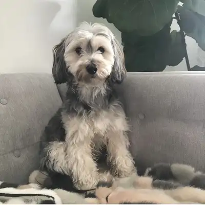 Morkie Dog, View more