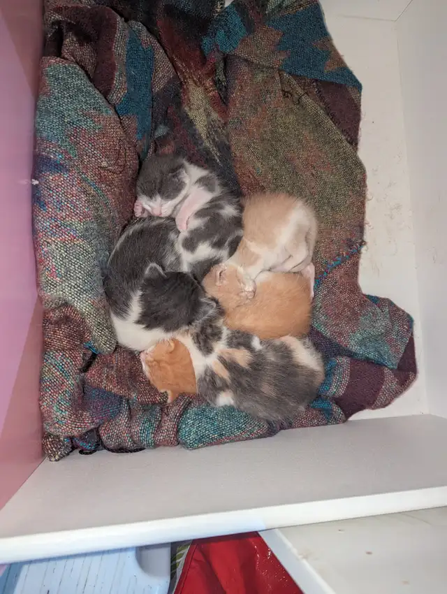 Rescue kittens 100$ re-home fee