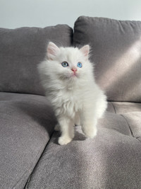 Persian x Ragdoll kittens for sale!
