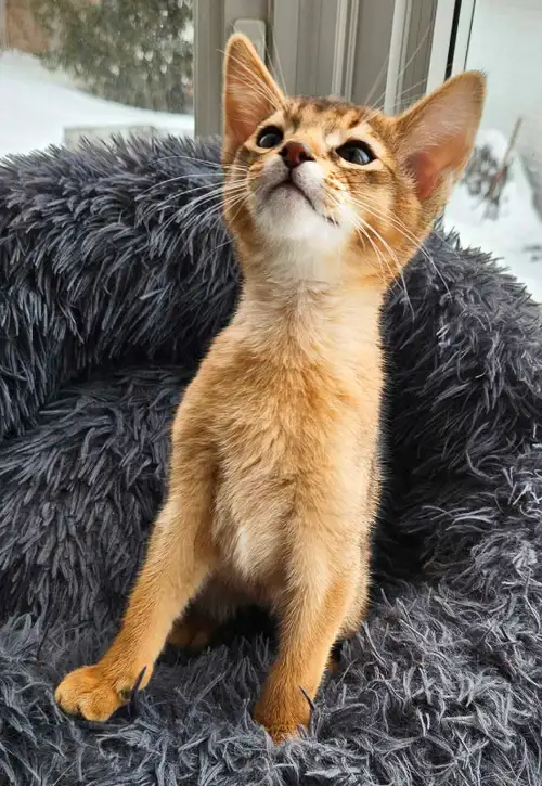 ❤️PRÊT À PARTIR❤️TOUT INCLUS❤️Magnifique portée de 3 chatons Abyssin nés le 9 décembre 2024. Maman A...