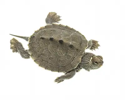 False Map Turtle, View more