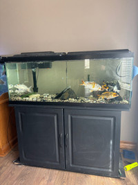 50g fish tank/ 6 koi 