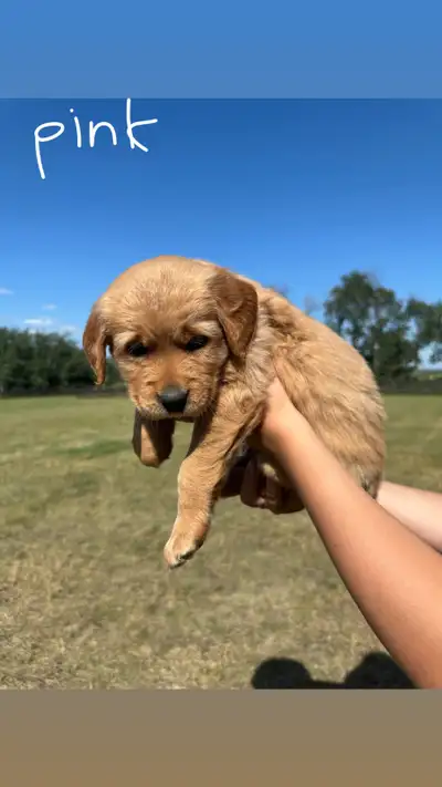 Pure Bred Golden Retriever Puppies, View more